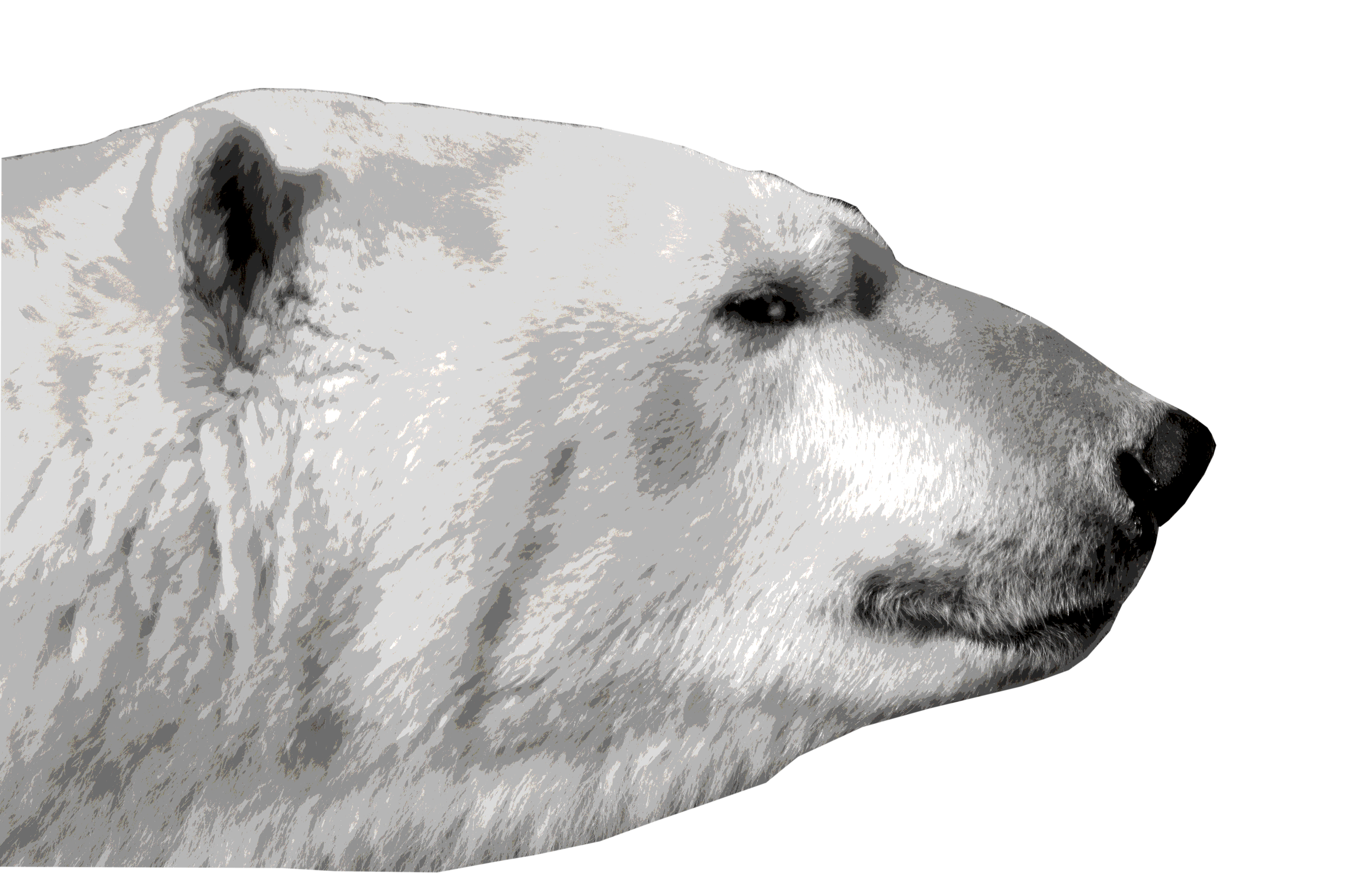 Eisbär Music